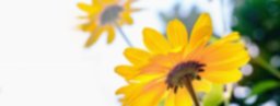 Árnica: Un potente antiinflamatorio natural